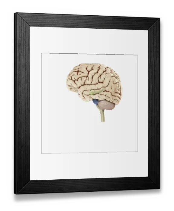 Framed Print : Digital illustration of hippocampus (green) and pons (blue) in left hemisphere of human brain Framed Print : Digital illustration of hippocampus (green) and pons (blue) in left hemisphere of human brain