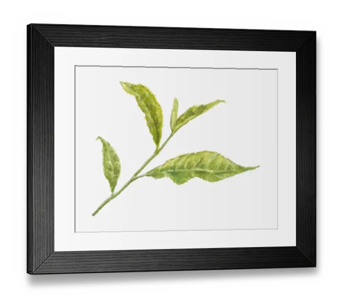 Framed Print : Illustration of green leaves of Camellia sinensis (Tea) Framed Print : Illustration of green leaves of Camellia sinensis (Tea)