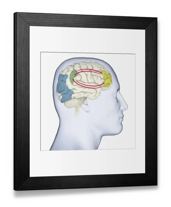 Framed Print : Digital illustration of head in profile showing brain and right side of working memory Framed Print : Digital illustration of head in profile showing brain and right side of working memory