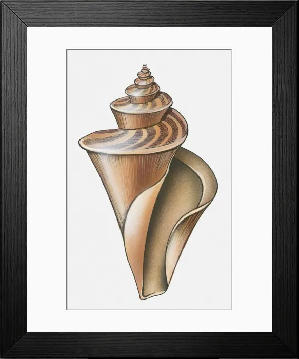 Framed Print : Illustration of spiral gastropoda shell Framed Print : Illustration of spiral gastropoda shell