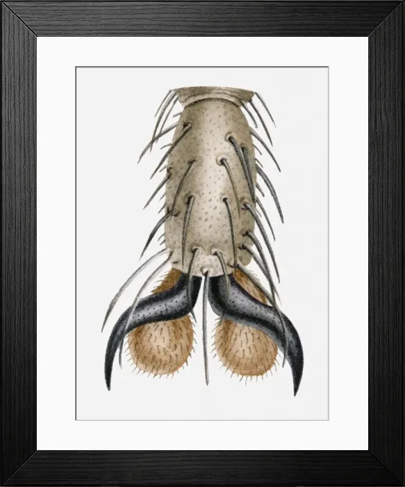 Framed Print : Illustration of a flys leg Framed Print : Illustration of a flys leg