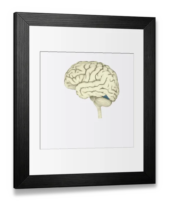Framed Print : Digital illustration of human brain