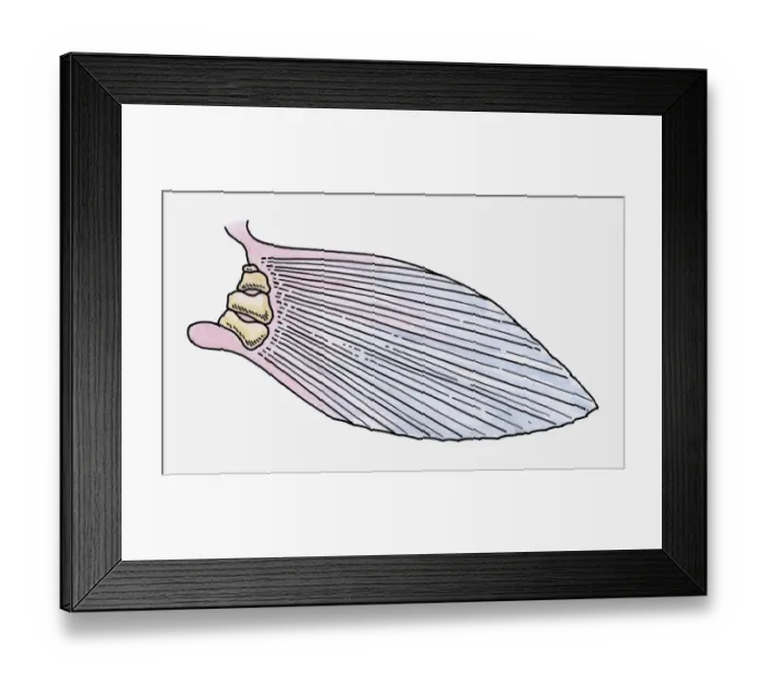 Framed Print : Illustration of the fin of a prehistoric Ray-finned fish (Actinopterygii) Framed Print : Illustration of the fin of a prehistoric Ray-finned fish (Actinopterygii)