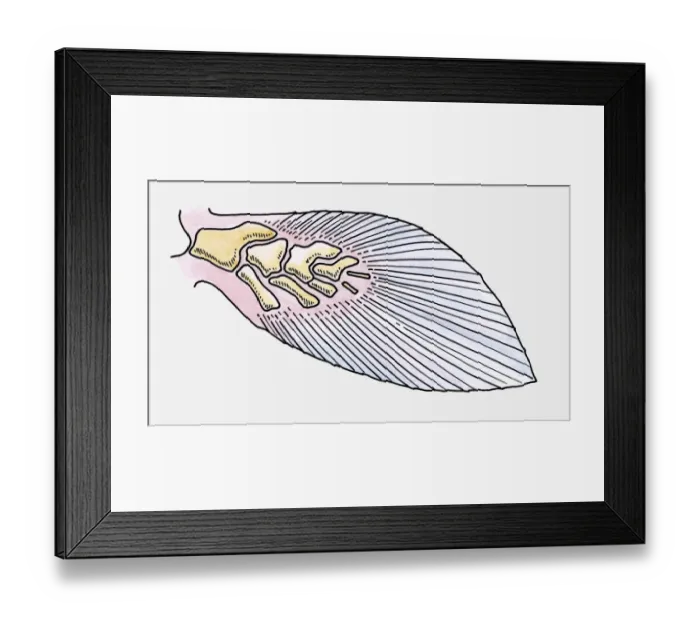 Framed Print : Illustration of the fin of a prehistoric Fleshy-finned fish (Sarcopterygii) Framed Print : Illustration of the fin of a prehistoric Fleshy-finned fish (Sarcopterygii)
