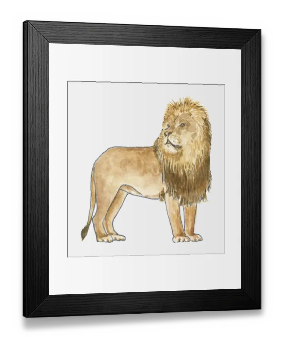 Framed Print : Illustration of Lion (Panthera leo), standing Framed Print : Illustration of Lion (Panthera leo), standing