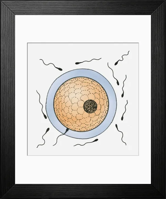 Framed Print : Illustration of an egg surrounded by sperm Framed Print : Illustration of an egg surrounded by sperm