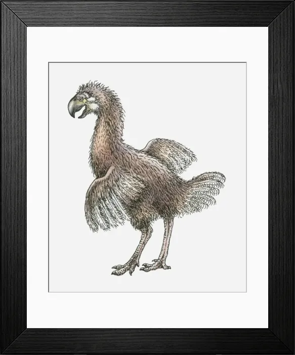 Framed Print : Illustration of a Phorusrhacus, a flightless bird, Early Miocene period Framed Print : Illustration of a Phorusrhacus, a flightless bird, Early Miocene period