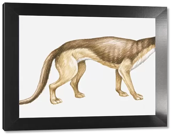 Illustration of an Eocene-Pliocene Bear dog (Daphoenus sp. ), side view