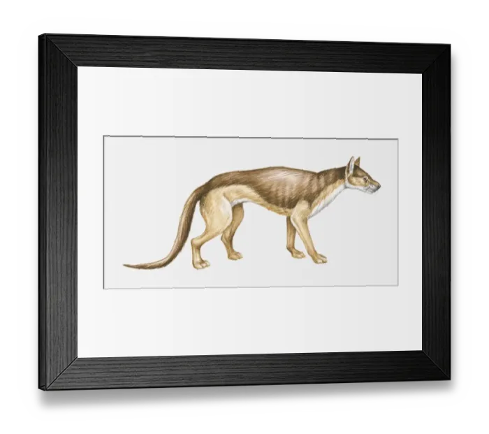 Framed Print : Illustration of an Eocene-Pliocene Bear dog (Daphoenus sp. ), side view Framed Print : Illustration of an Eocene-Pliocene Bear dog (Daphoenus sp. ), side view