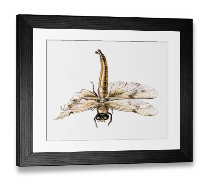 Framed Print : Illustration of a dragonfly with badly damaged wings Framed Print : Illustration of a dragonfly with badly damaged wings