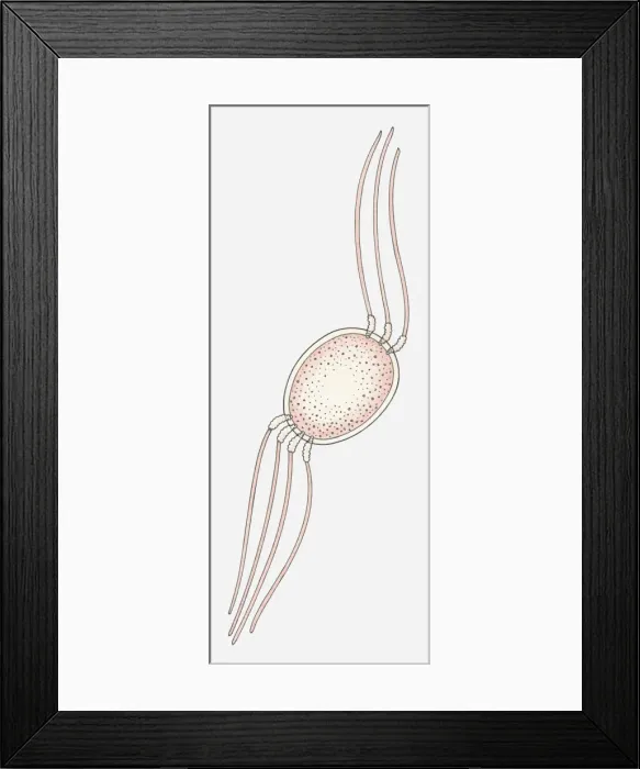Framed Print : Illustration of a Prokaryote cell Framed Print : Illustration of a Prokaryote cell