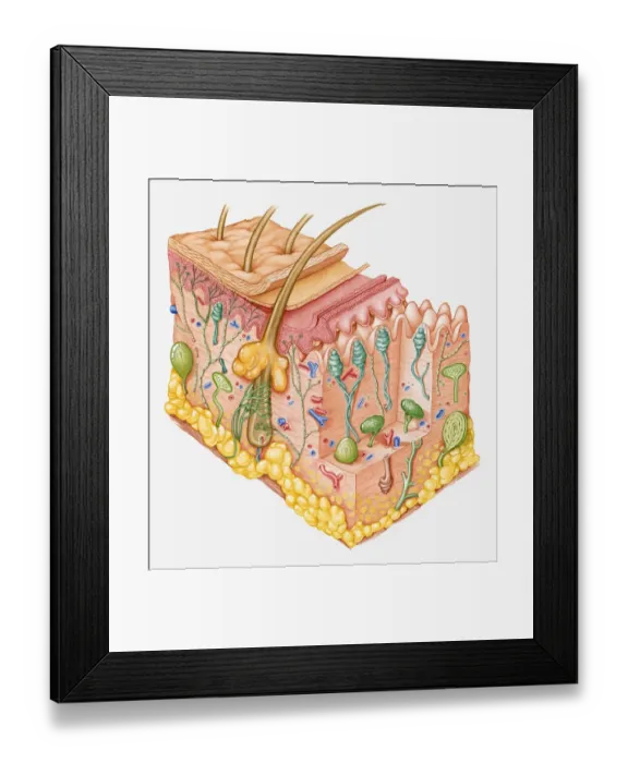 Framed Print : Cross section illustration of human skin showing touch receptor nerves Framed Print : Cross section illustration of human skin showing touch receptor nerves