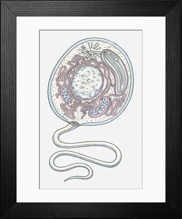 Framed Print : Illustration of an Eukaryote cell Framed Print : Illustration of an Eukaryote cell
