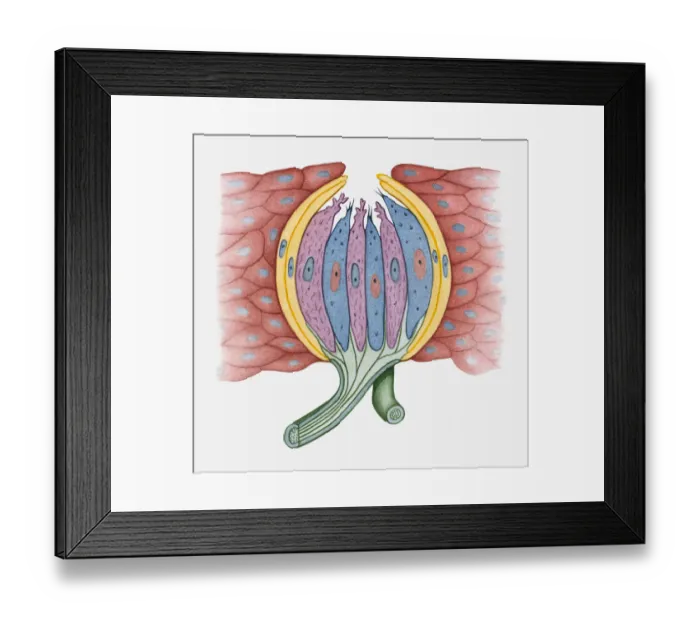 Framed Print : Cross section illustration of human taste bud Framed Print : Cross section illustration of human taste bud
