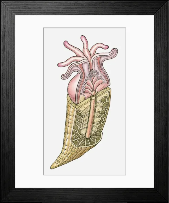 Framed Print : Anatomical illustration of a coral Framed Print : Anatomical illustration of a coral