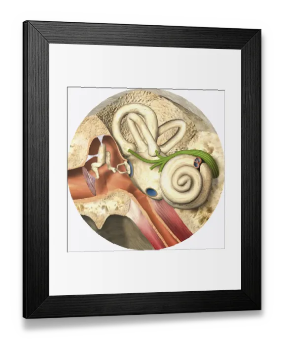 Framed Print : Digital illustration of middle and inner ear Framed Print : Digital illustration of middle and inner ear