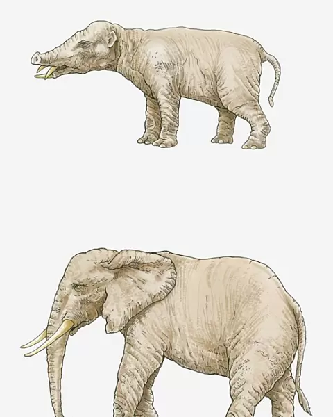 Illustration of a Phiomia, a type of Gomphothere from the Oligocene period, and a present-day African elephant (Loxodonta africana)