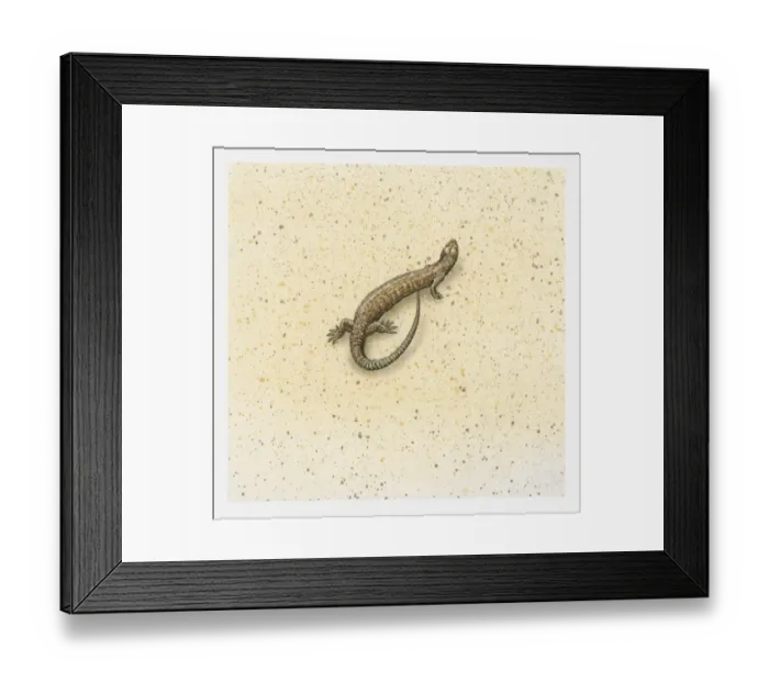 Framed Print : Illustration of a brown lizard, view from above Framed Print : Illustration of a brown lizard, view from above