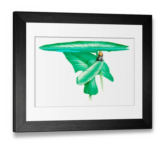 Framed Print : Illustration of caterpillar of Brown China mark moth (Elophila nymphaeata) wrapped inside water lily leaf Framed Print : Illustration of caterpillar of Brown China mark moth (Elophila nymphaeata) wrapped inside water lily leaf