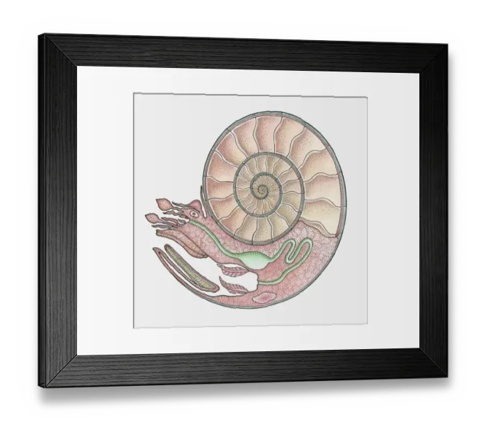 Framed Print : Anatomical illustration of an Ammonite Framed Print : Anatomical illustration of an Ammonite