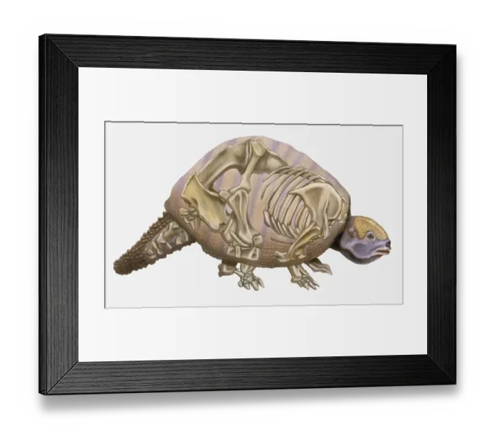 Framed Print : Anatomical illustration of a Pleistocene Edentate (Glyptodon reticulatus), an early mammal Framed Print : Anatomical illustration of a Pleistocene Edentate (Glyptodon reticulatus), an early mammal