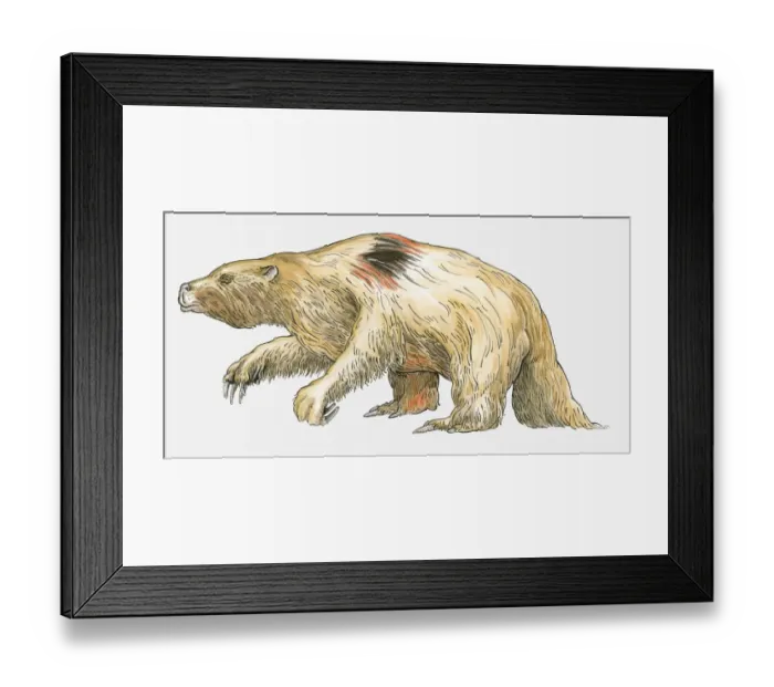 Framed Print : Illustration of a Pleistocene Placental (Megatherium americanum), an early mammal Framed Print : Illustration of a Pleistocene Placental (Megatherium americanum), an early mammal