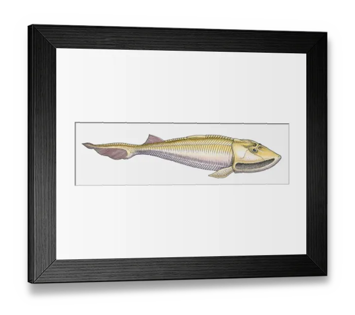 Framed Print : Illustration of a Cephalaspid prehistoric fish, side view Framed Print : Illustration of a Cephalaspid prehistoric fish, side view