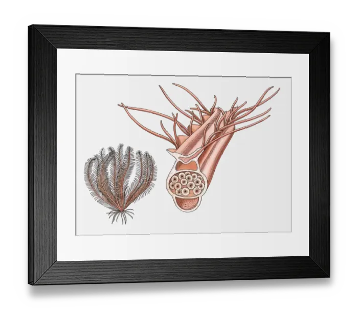 Framed Print : Illustration of a Feather star (Crinoidea) and its reproductive pinnule Framed Print : Illustration of a Feather star (Crinoidea) and its reproductive pinnule