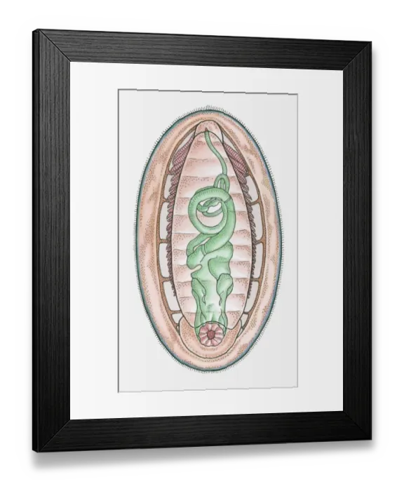 Framed Print : Anatomical illustration of a Chiton Framed Print : Anatomical illustration of a Chiton