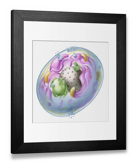 Framed Print : Cross section illustration of generalised human cell with major organelles Framed Print : Cross section illustration of generalised human cell with major organelles