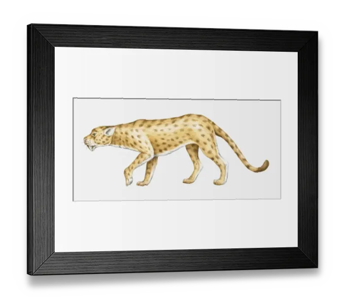 Framed Print : Illustration of an Oligocene Sabre-toothed cat (Hoplophoneus sp. ), side view Framed Print : Illustration of an Oligocene Sabre-toothed cat (Hoplophoneus sp. ), side view