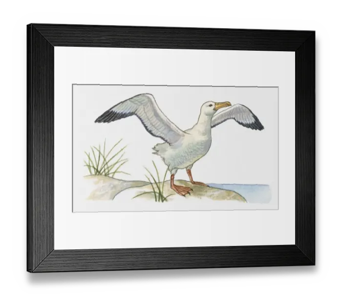 Framed Print : Illustration of Waved Albatross (Phoebastria irrorata) perching on rock Framed Print : Illustration of Waved Albatross (Phoebastria irrorata) perching on rock
