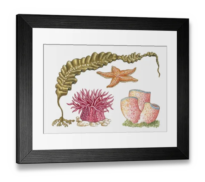 Framed Print : Illustration of kelp, starfish, sea anemone, and tube coral Framed Print : Illustration of kelp, starfish, sea anemone, and tube coral