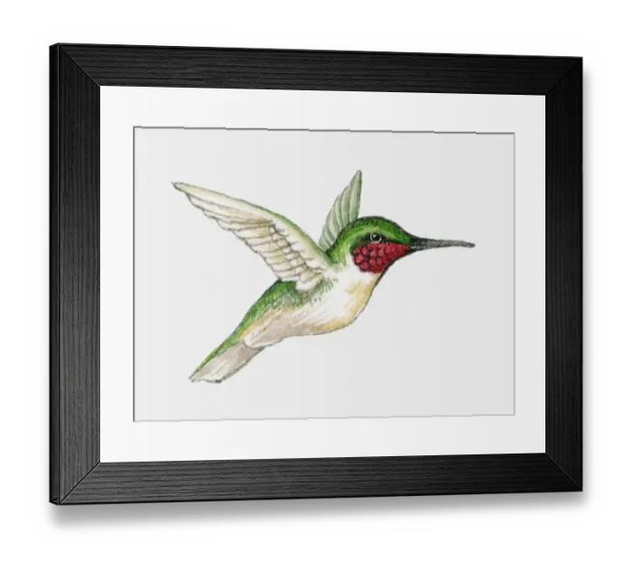 Framed Print : Illustration of a Ruby-throated hummingbird (Archilochus colubris) in flight, side view Framed Print : Illustration of a Ruby-throated hummingbird (Archilochus colubris) in flight, side view