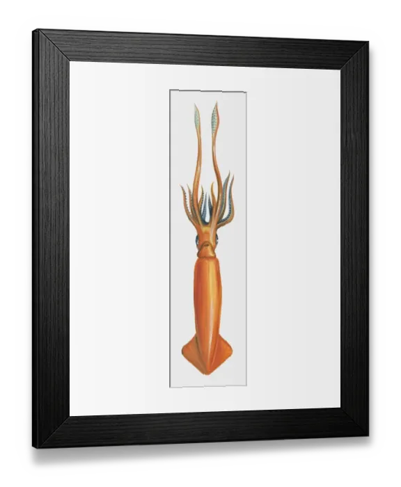 Framed Print : Illustration of Humboldt Squid (Dosidicus gigas)