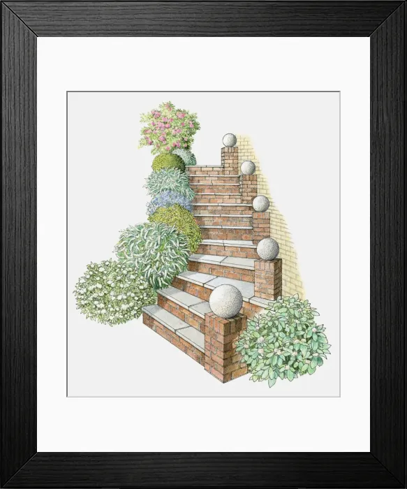Framed Print : Illustration of steps flanked by rounded plants