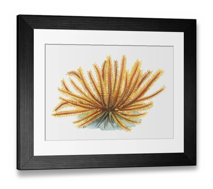 Framed Print : Illustration of orange Feather Star (Articulata) Framed Print : Illustration of orange Feather Star (Articulata)