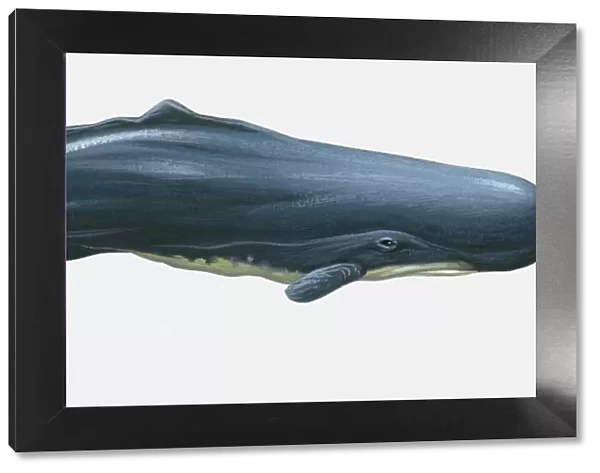 Illustration of Sperm Whale (Physeter macrocephalus)