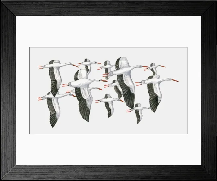 Framed Print : Illustration of a group of White storks (Ciconia ciconia) in flight