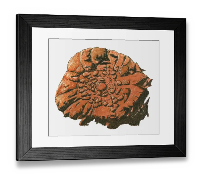 Framed Print : Illustration of fossil Framed Print : Illustration of fossil