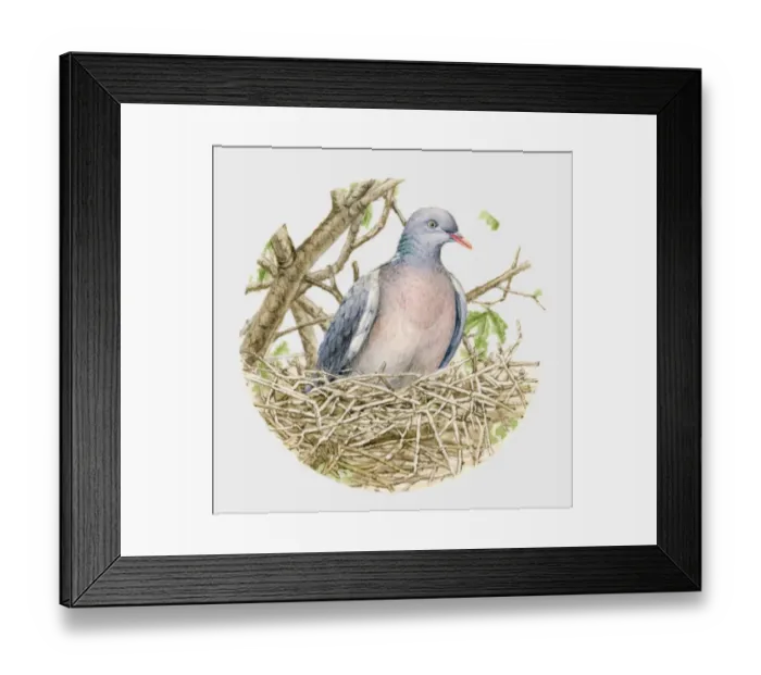 Framed Print : Illustration of a Wood pigeon (Columba palumbus) in a nest Framed Print : Illustration of a Wood pigeon (Columba palumbus) in a nest