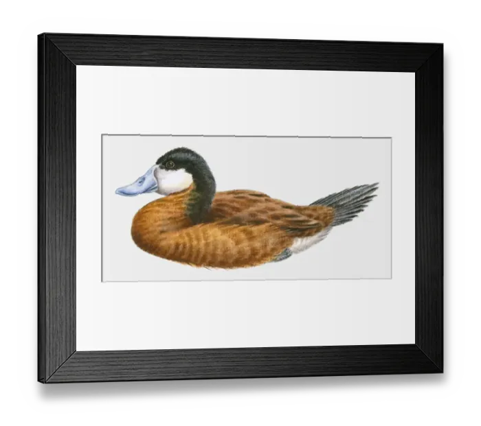 Framed Print : Illustration of a Ruddy duck (Oxyura jamaicensis), side view Framed Print : Illustration of a Ruddy duck (Oxyura jamaicensis), side view