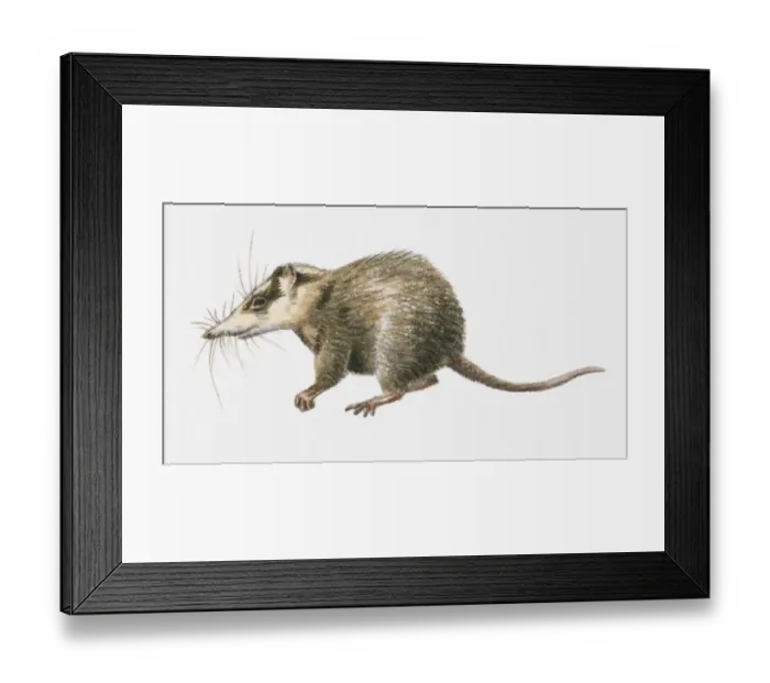 Framed Print : Illustration of Moonrat (Echinosorex gymnura), native to Borneo