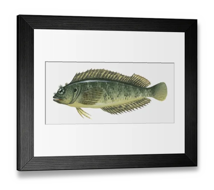 Framed Print : Illustration of Blenny fish Framed Print : Illustration of Blenny fish