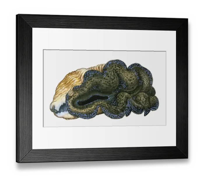 Framed Print : Illustration of Maxima Clam (Tridacna maxima) Framed Print : Illustration of Maxima Clam (Tridacna maxima)