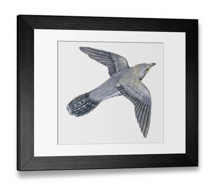 Framed Print : Illustration if a young Cuckoo (Cuculus canorus) in flight