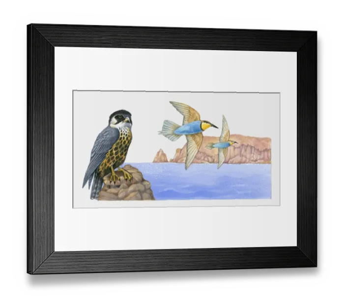 Framed Print : Illustration of a young Eleanoras falcon (Falco eleonorae) perched on a rock with migratory birds flying nearby