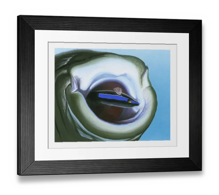Framed Print : Illustration of Cleaner Fish (Elacatinus) inside mouth of large fish Framed Print : Illustration of Cleaner Fish (Elacatinus) inside mouth of large fish