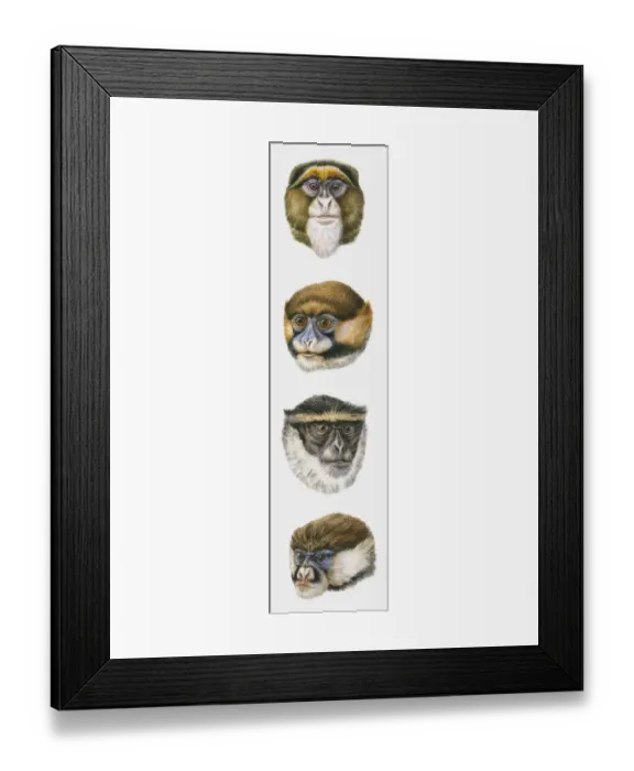 Framed Print : Sequence of illustrations of De Brazzas Monkey, Moustached Monkey, Diana Monkey, and White-nosed Monkey heads Framed Print : Sequence of illustrations of De Brazzas Monkey, Moustached Monkey, Diana Monkey, and White-nosed Monkey heads