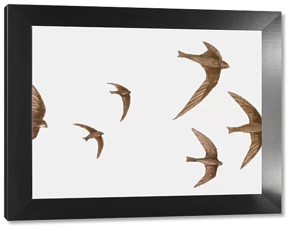 Illustration of a group of Swifts (Apus apus) in flight